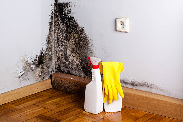 Best Mold Removal and Inspection  in Lakewood, IL