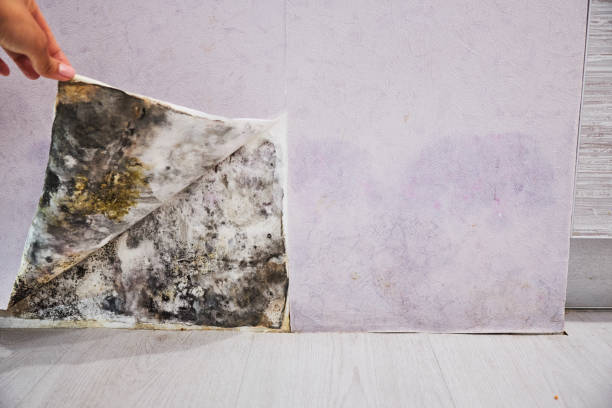 Best Certified Mold Removal  in Lakewood, IL